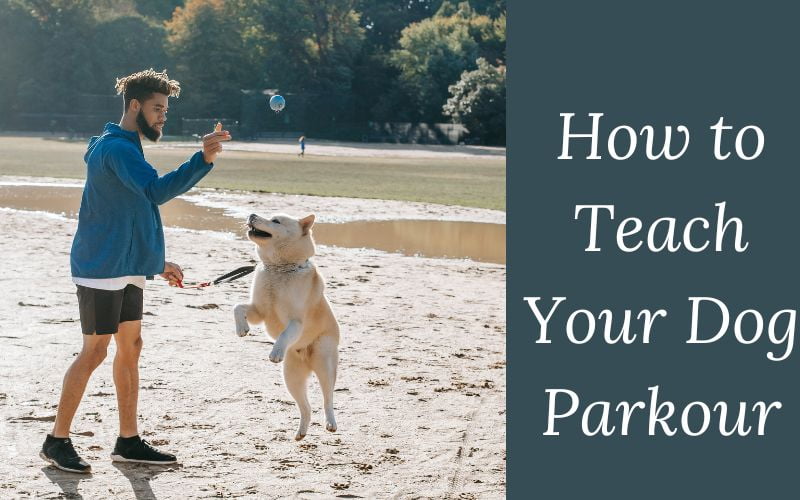 How to Teach Your Dog Parkour